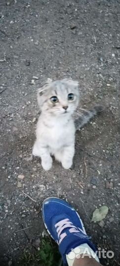 Кошка в дар