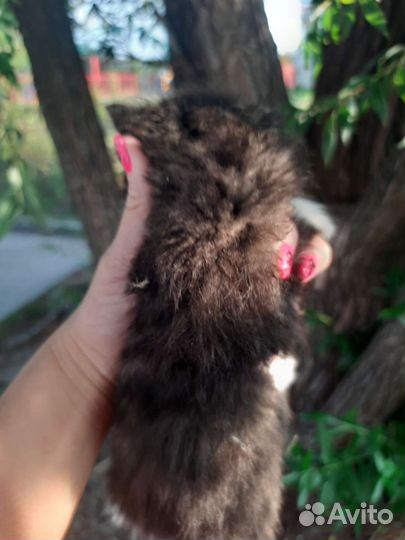 Котенок мальчик