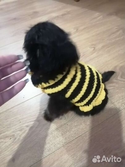 Одежда для собак