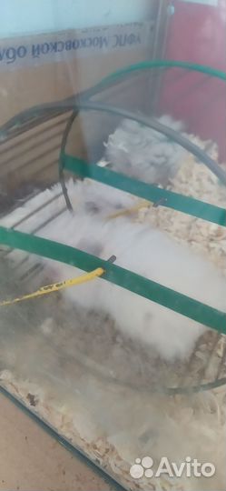 Ангорский хомяк