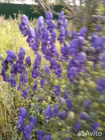 Садовый цветок аконит кустом,лилии