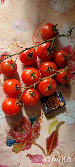 Помидоры черри