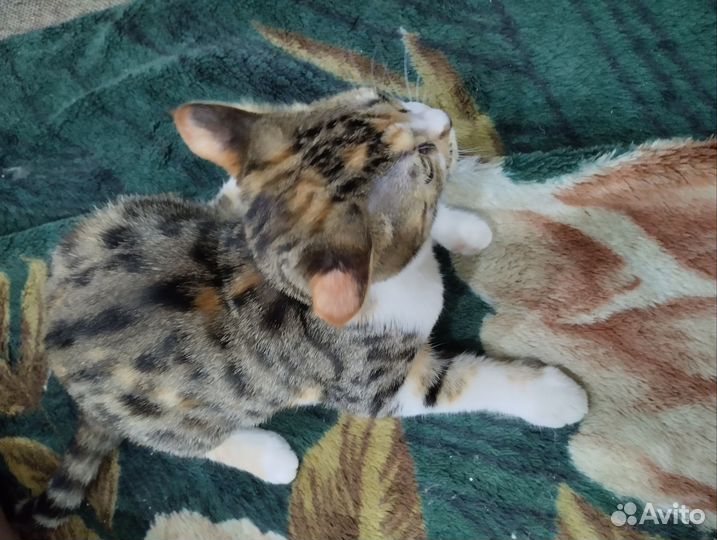Котенок