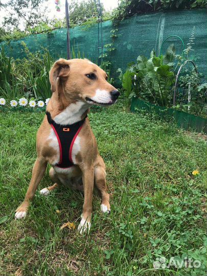 Собачка в добрые руки бесплатно