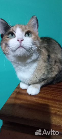 Кошка стерилизованная