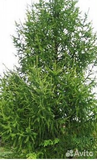 Лиственница