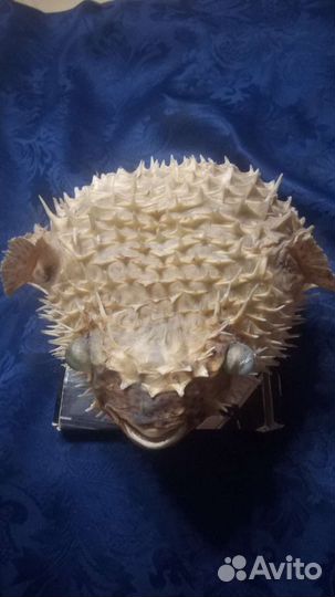 Рыба- шар, eagle