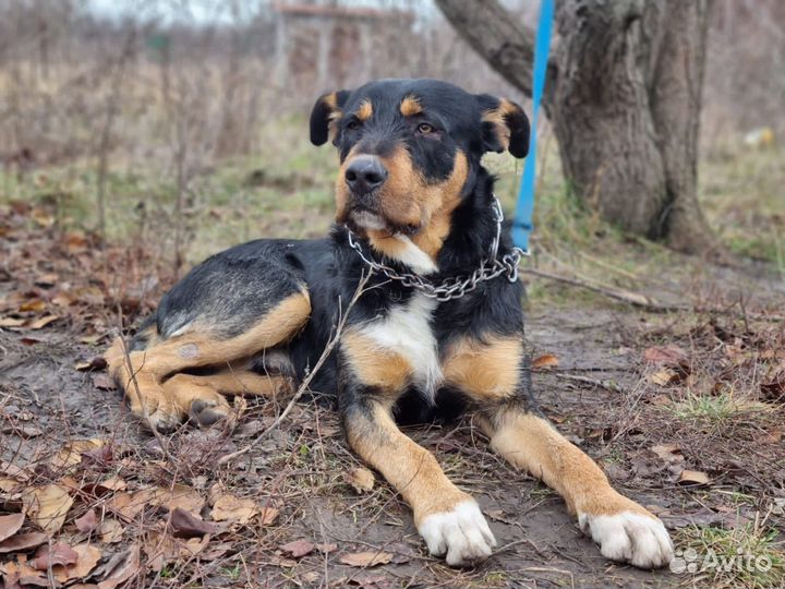 Ищем дом для Барри