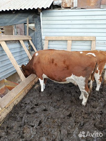 Корова на мясо