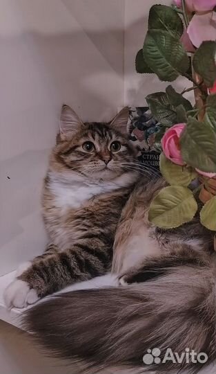 Сибирские котята