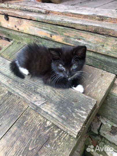 Котята бесплатно