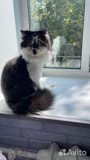 В добрые руки