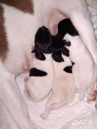 Той фокстерьер