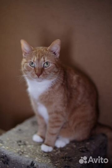 Шикарный рыжий кот ищет дом в добрые руки