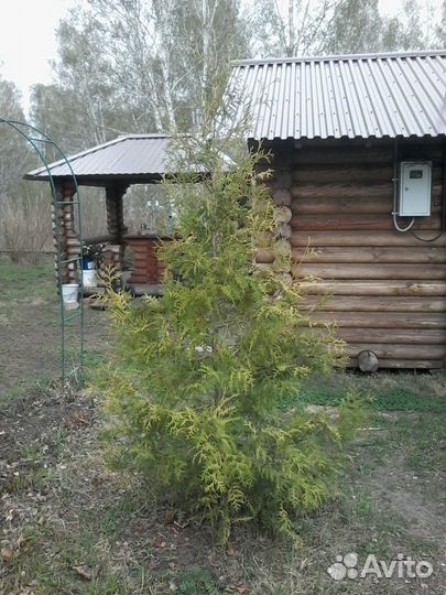 Саженцы сибирского кедра