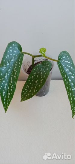 Пятнистая бегония