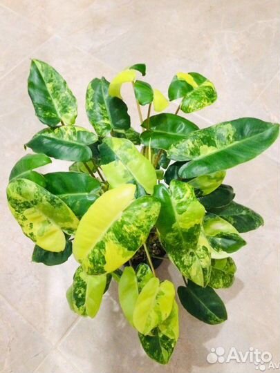 Филодендрон Burle Marx variegata