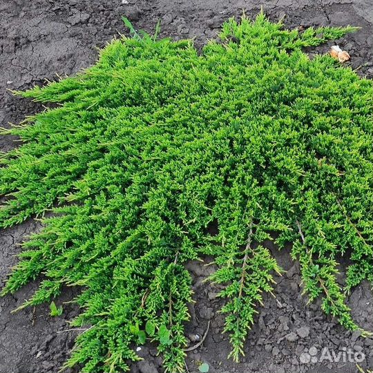 Можжевельник декоративный информация в описании