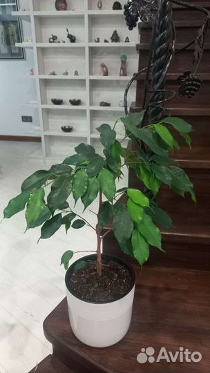 Комнатные растения