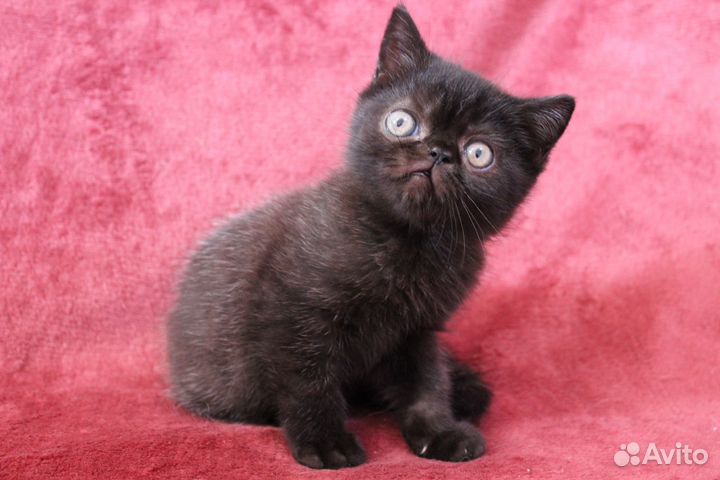 Породистые котята экзоты и персы