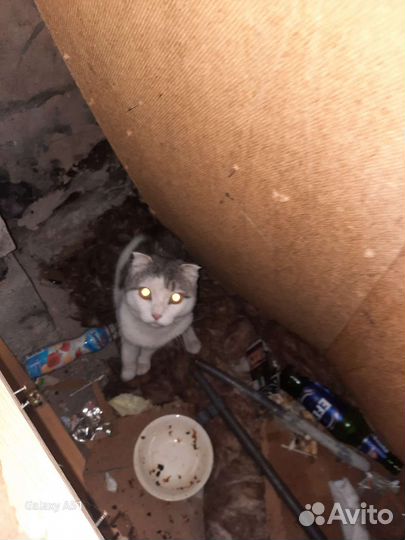 Котик