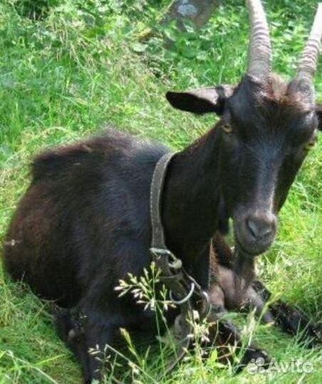 Коза дойная молочная