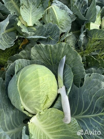 Капуста сетевая