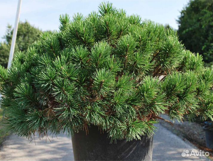 Сосна оптом и в розницу