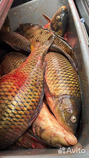 Сазан сразу из воды и другая рыба