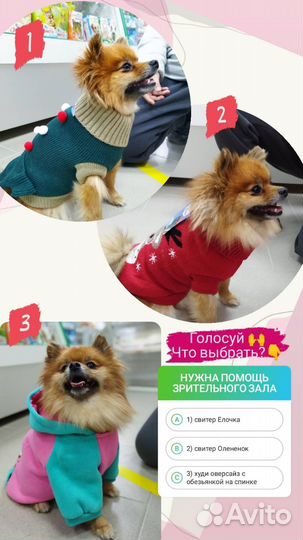 Одежда для собак