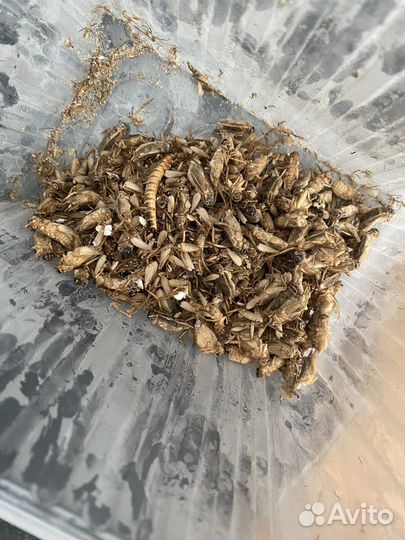 Замороженные сверчки для стрижа