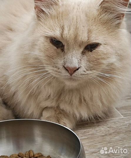 Нашелся кот