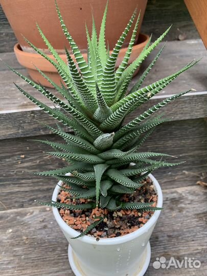 Суккуленты