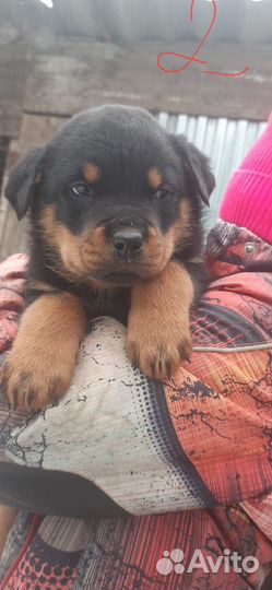 Щенки ротвейлера