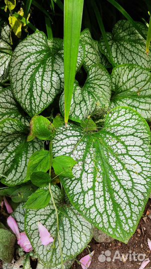 Бруннера (кавказская незабудка)