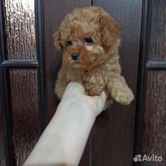 Щенки Той пуделя девочка