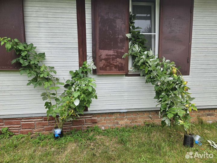 Саженцы малины