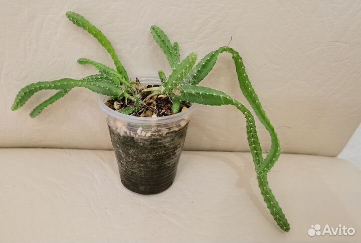 Лесные кактусы