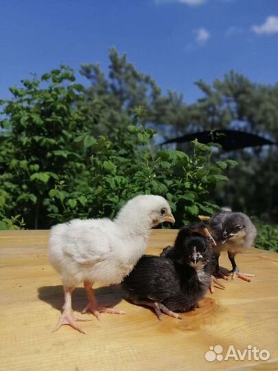 Цыплята суточные, утята мускусной утки - индоутки