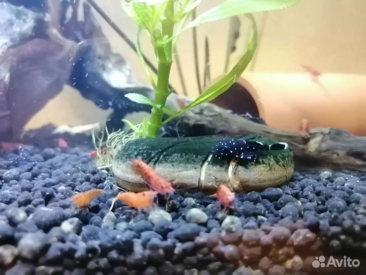 Сомики анциструс звёздчатый черный