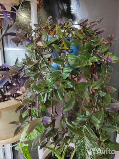 Фикусы коллизии традесканции