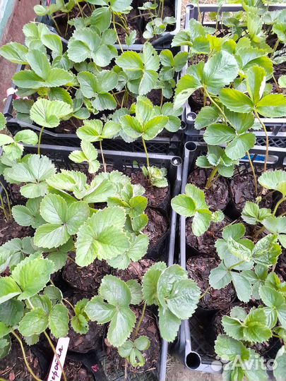 Саженцы декоративных кустарников