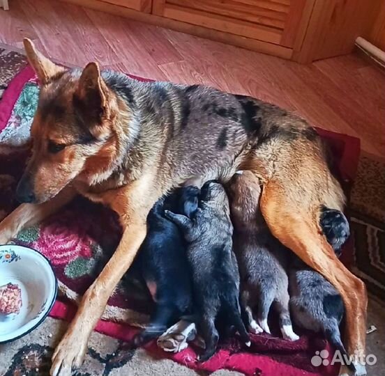 Щенок девочка немецкой овчарки в добрые руки