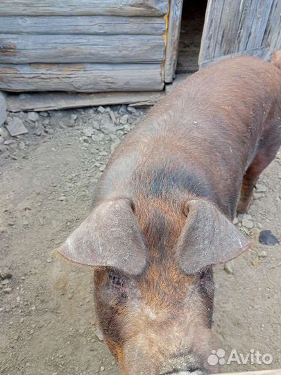 Услуги хряка