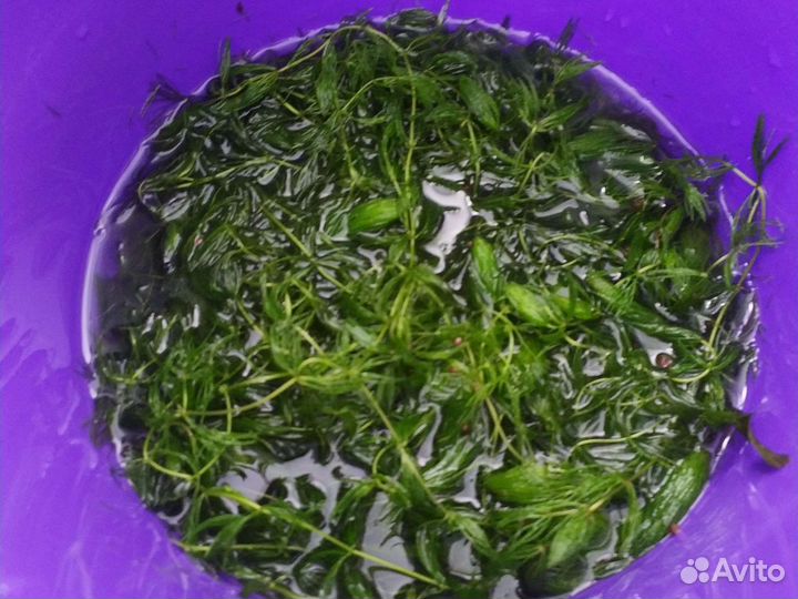 Растения для аквариума