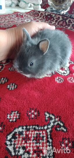 Кролики карлики