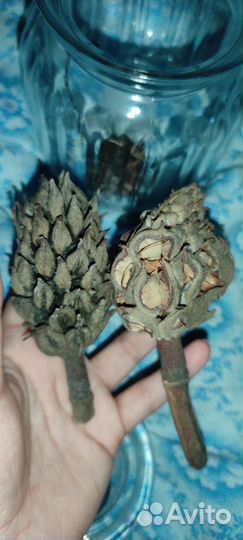 Шишки магнолий