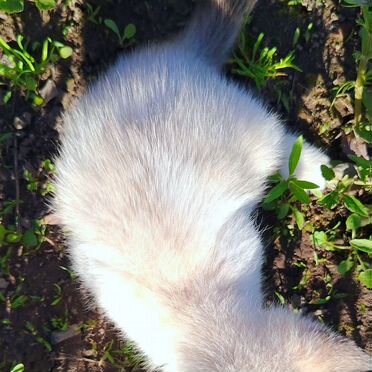 Сноу-Шу котёнок