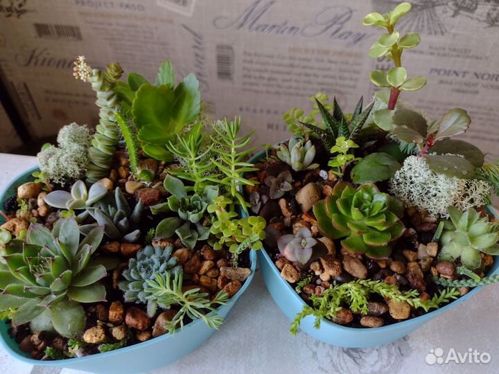 Флорариум, суккуленты