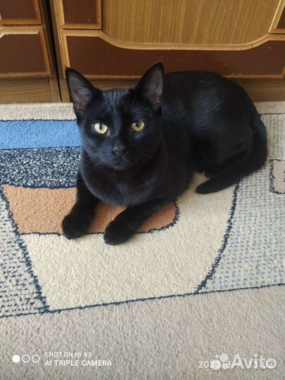 Кошка в дар